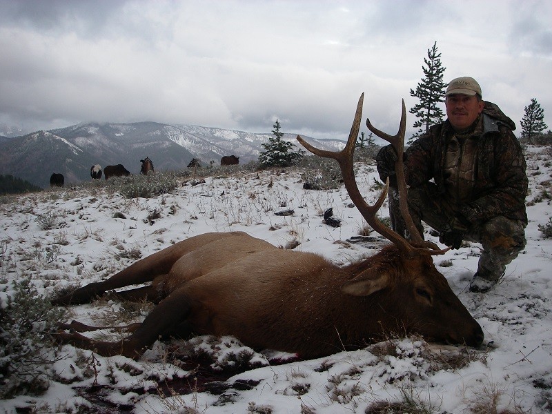 Idaho Elk Hunting Guided Hunts Photo Gallery Mile High Outfitters