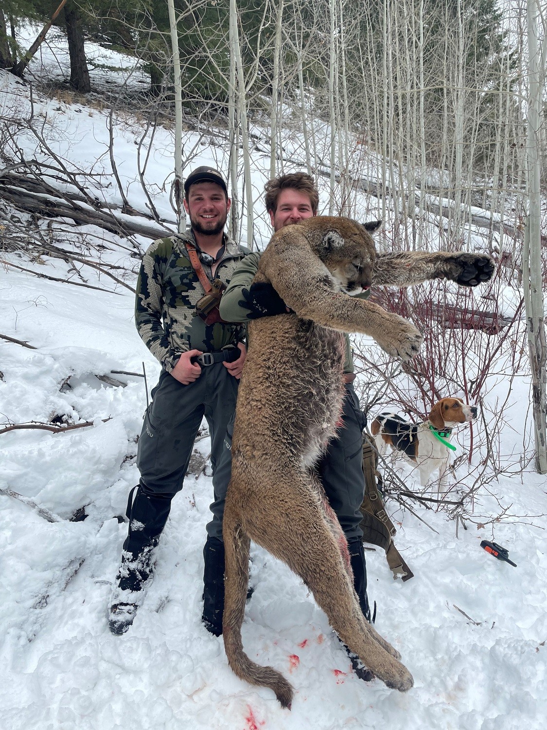 Guided Wolf & Mountain Lion Hunts In Idaho Mile High Outfitters